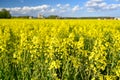 Yellow rapeseed field in Kumla Narke Sweden Royalty Free Stock Photo