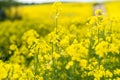 Yellow Rapeseed Field. Landscape. Rural area nature. Flying Bee