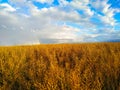 Yellow rapeseed field at sunset against a background of blue sky and clouds and a bright rainbow Royalty Free Stock Photo