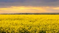 Yellow rapeseed field during sunset, spring landscape Royalty Free Stock Photo