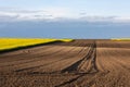 Yellow rapeseed field at the sunset