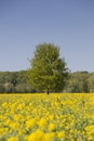 Yellow rapeseed field and tree under blue sky in holland Royalty Free Stock Photo