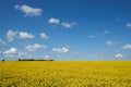 Yellow rapeseed field under a blue sky and white clouds Royalty Free Stock Photo