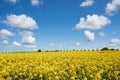 Yellow rapeseed field under a blue sky and white clouds Royalty Free Stock Photo