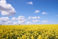 Yellow rapeseed field under a blue sky and white clouds Royalty Free Stock Photo