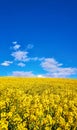 Yellow rapeseed field under blue sky with white clouds Royalty Free Stock Photo