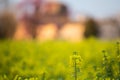 Yellow rapeseed flower in bloom agricultural field landscape Royalty Free Stock Photo