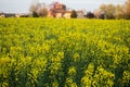 Yellow rapeseed flower in bloom agricultural field landscape Royalty Free Stock Photo