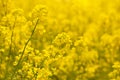 yellow rapeseed flower blooming, beautiful spring or summer landscape