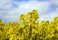 Yellow rapeseed flower with blue sky and white clouds. Peaceful nature. Beautiful background. Concept image Royalty Free Stock Photo