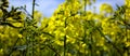 Yellow rapeseed flower with blue sky and white clouds. Peaceful nature. Beautiful background. Concept image Royalty Free Stock Photo