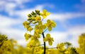 Yellow rapeseed flower with blue sky and white clouds. Peaceful nature. Beautiful background. Concept image Royalty Free Stock Photo