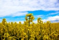 Yellow rapeseed flower with blue sky and white clouds. Peaceful nature. Beautiful background. Concept image Royalty Free Stock Photo