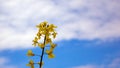 Yellow rapeseed flower with blue sky and white clouds. Peaceful nature. Beautiful background. Concept image Royalty Free Stock Photo