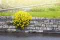 Yellow rapeseed flower Brassica napus on concrete wall Royalty Free Stock Photo