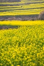 Yellow rapeseed flower field Royalty Free Stock Photo