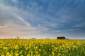 Yellow rapeseed flower field at sunset Royalty Free Stock Photo