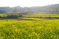 Yellow rapeseed flower field Royalty Free Stock Photo