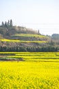 Yellow rapeseed flower field Royalty Free Stock Photo