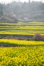 Yellow rapeseed flower field Royalty Free Stock Photo