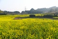 Yellow rapeseed flower field Royalty Free Stock Photo