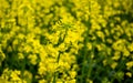 Yellow rapeseed flower. Peaceful nature. Beautiful background. Concept image Royalty Free Stock Photo