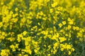 Yellow rapeseed flowers bloom on a farm in a field Royalty Free Stock Photo