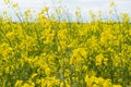 Yellow rapeseed flowers, close-up. Floral background. Rural landscape. Royalty Free Stock Photo