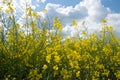 Yellow rapeseed flowers, close-up. Floral background. Rural landscape. Royalty Free Stock Photo