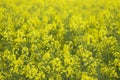 Yellow rapeseed flowers close-up Royalty Free Stock Photo
