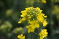 Yellow rapeseed flowers close up Royalty Free Stock Photo