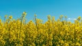 Yellow rapeseed flowers close-up on a summer blue sky background with copy space. Rape as a raw material for the production of Royalty Free Stock Photo