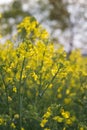 Yellow rapeseed flowers close up Royalty Free Stock Photo