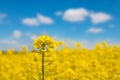 Yellow Rapeseed flowers close-up Royalty Free Stock Photo