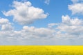 Yellow Rapeseed Flowers Field With Blue Sky Royalty Free Stock Photo