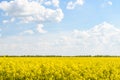 Yellow Rapeseed Flowers Field With Blue Sky Royalty Free Stock Photo