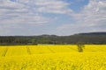 Yellow rapeseed flowers on field in Vogtland, Germany
