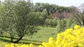 Yellow rapeseed flowers in the meadow. Shot close up. In the background is a park