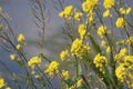 Yellow rapeseed flowers in the polders in provence Zuid Holland in the Netherlands Royalty Free Stock Photo