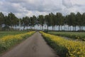 Yellow rapeseed flowers in the polders in provence Zuid Holland in the Netherlands Royalty Free Stock Photo