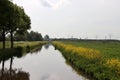 Yellow rapeseed flowers in the polders in provence Zuid Holland in the Netherlands Royalty Free Stock Photo