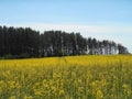 Yellow flowers rapeseed field and forest spring landscape blue sky solar background Royalty Free Stock Photo