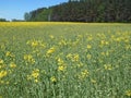 Yellow flowers rapeseed field and forest spring landscape blue sky solar background Royalty Free Stock Photo