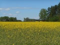 Yellow flowers rapeseed field spring landscape blue sky solar background Royalty Free Stock Photo