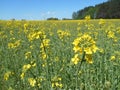 Yellow flowers rapeseed field spring landscape blue sky solar background Royalty Free Stock Photo