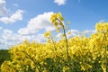 Yellow rapeseed flowers under a blue sky and white clouds Royalty Free Stock Photo