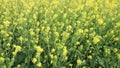 Yellow Rapeseed Mustard Flowers blowing in the wind in the field