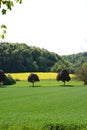 Yellow rapeseed in rural landscape with green meadow, two trees and woodland. Royalty Free Stock Photo