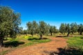 Yellow Rapistrum rugosum, common giant mustard at Espinoso del near Caceres, Spain Royalty Free Stock Photo