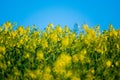 Yellow raps field blooming, close up